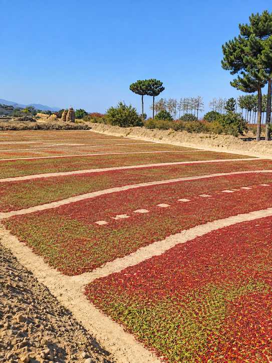 بوجاری زرشک اناری | فرآیند پاک‌سازی سنتی