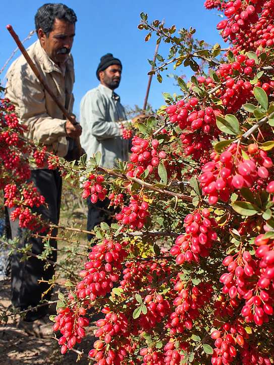 برداشت زرشک اناری | چوب‌زدن به روش سنتی