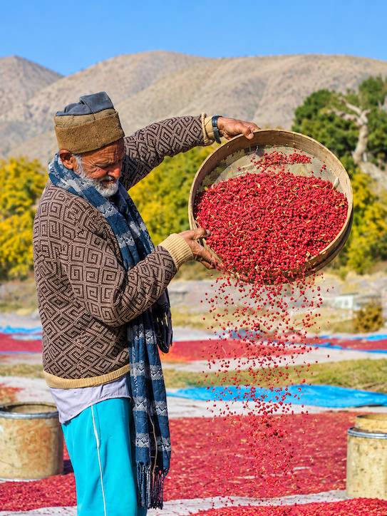 بوجاری زرشک اناری