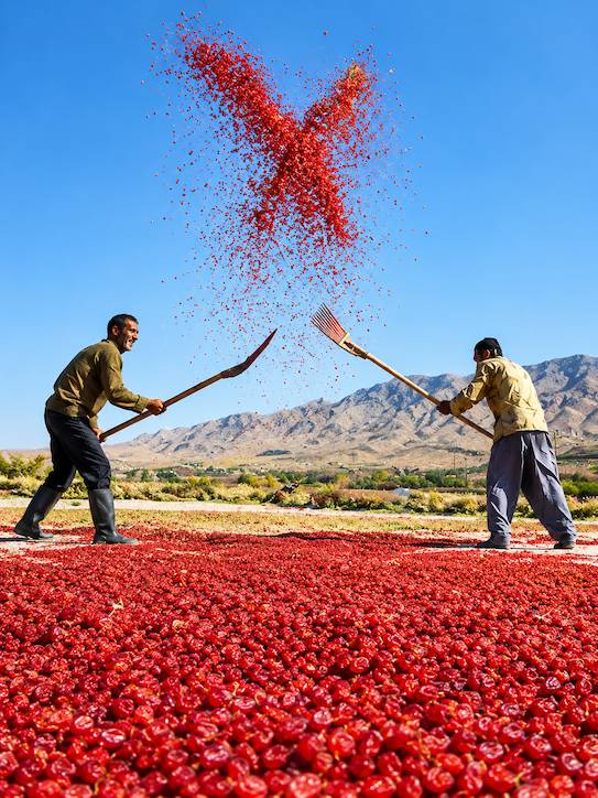 بوجاری زرشک اناری